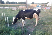 Krowy pierwiastki 2