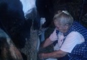 Krowy Krowa mleczna, 5 letnia, cielna, daje duzo mleka