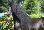 Niesamowite Adopcje, Piękny koń fryzyjski do przyjęcia.