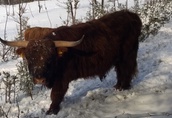 Bydło Highland Cattle 5