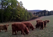 Bydło Highland Cattle 1