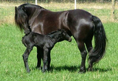piękne Frisian konia, dobrze wyszkolony do przyjęcia (Nalia),   2