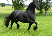 piękne Frisian konia, dobrze wyszkolony do przyjęcia (Nalia),   3