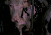 Byki na ubój Sprzedam byka i krowę byk ok 700 kg cena za kg to...