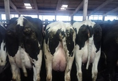 Krowy Pochodzą z najlepszych gospodarstw niemieckich i...