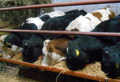 Cielaki i opasy do sprzedania 15 byczków mięsnych wadze około 290...