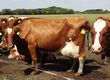 Pozostałe zwierzęta hodowlane Jałówki cielne, krowy mleczne HF