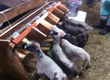 Owce witam sprzedam jagnięta dwutygodniowe