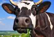 Jałówki cielne, krowy mleczne HF- Dania, Niemcy!