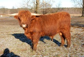 Byki rozpłodowe Do sprzedania BYKI zarodowe 100% rasy Highland Cattle...