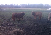 Odsadki byczki jałówki rasy Highland Cattle  1