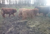 Odsadki byczki jałówki rasy Highland Cattle  2