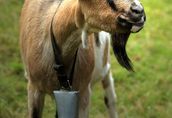 Sprzedam stado: kozy zakocone i capa, oraz 3-letnią cielną krowę 1