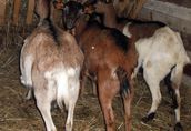 Sprzedam stado: kozy zakocone i capa, oraz 3-letnią cielną krowę 5
