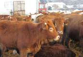 Sprzedam bydło mięsne: krowy, jałówki, byki 6