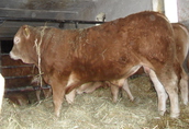 SPRZEDAM Byka odsadka rasy Limousin czysto rasowy.