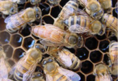 Odkłady pszczele na 2016 rok