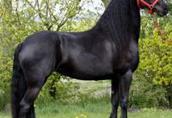 Śliczne czarne konie fryzyjskie Mężczyzna jest dostępna
