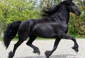 Śliczne czarne konie fryzyjskie Mężczyzna jest dostępna 4