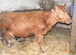 Krowy sprzedam krowę urodzoną w 2013
