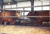 SKUP ŻYWCA byki jałówki krowy   5