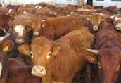 Krowy Sprzedam bydło mięsne: - Krowy w wieku od 3 do...