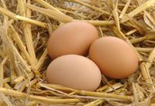 Jaja Sprzedam jajka wiejskie z hodowli przydomowej, gospodarstwa...
