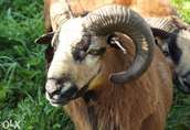 Owce Zagrodowa hodowla owiec kameruńskich sprzeda matki...
