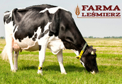 Aukcja/wyprzedaż - krowy HF hodowlane, jałówki cielne - Farma