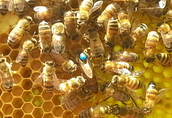Pozostałe pszczelarstwo Matki Pszczele BUCKFAST/Elgon po oryginalnym materiale...