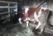 Byki na ubój Sprzedam 2 byki. MM waga około 500-550 kg cena 3700...