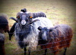 Owce Sprzedam tryka (2, 5 lat) wrzos