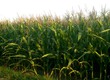 Kiszonka Sprzedam 9, 8ha kukurydzy na pniu