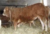 SPRZEDAM Byka odsadka rasy Limousin