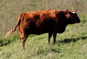 Krowy na ubój limusine/salers wypas ekstensywny