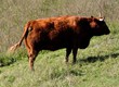 Krowy na ubój limusine/salers wypas ekstensywny