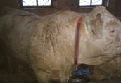 Byki na ubój Charolaise mięsne waga ok 800kg 5sztuk