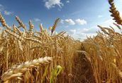 Żyto Kupię zboża ekologiczne: pszenicę, pszenżyto, j...