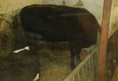 Krowy na ubój Krowa angus czarny bezrozny pierwiastka 28miesiecy