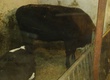 Krowy na ubój Krowa angus czarny bezrozny pierwiastka