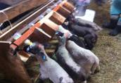 Jagnięta,owieczki,baranki do dokarmiania 1