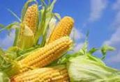 Kukurydza Kupię kukurydzę i inne zboża. Płatność przy załadunku...