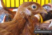 Kurczęta odchowane kury kokoszki Świętokrzyskie Starachowice