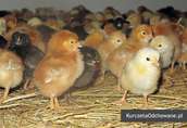 Kurczęta odchowane kury kokoszki Świętokrzyskie Starachowice Mirzec  6