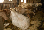 Byki na ubój sprzedam 14 byków charolaise i mieszańce, w wadze...