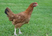Kury nioski W sprzedaży kurczaki nioski 10tygodniowe rasy rossa1...