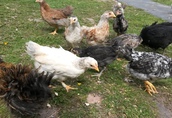 Sprzedam młode kurczaki hybrydy trzech ras : Australop, Marans
