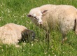 Jagnięta Na sprzedaż dwie białe owieczki
