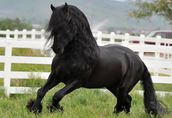 Koń fryzyjski, ładna 4-letnia klaczka potrzebuje nowego domu 4
