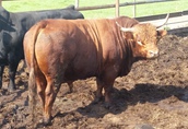 Byki na ubój Do sprzedania byki mięsne w wadze od 700 do 900...